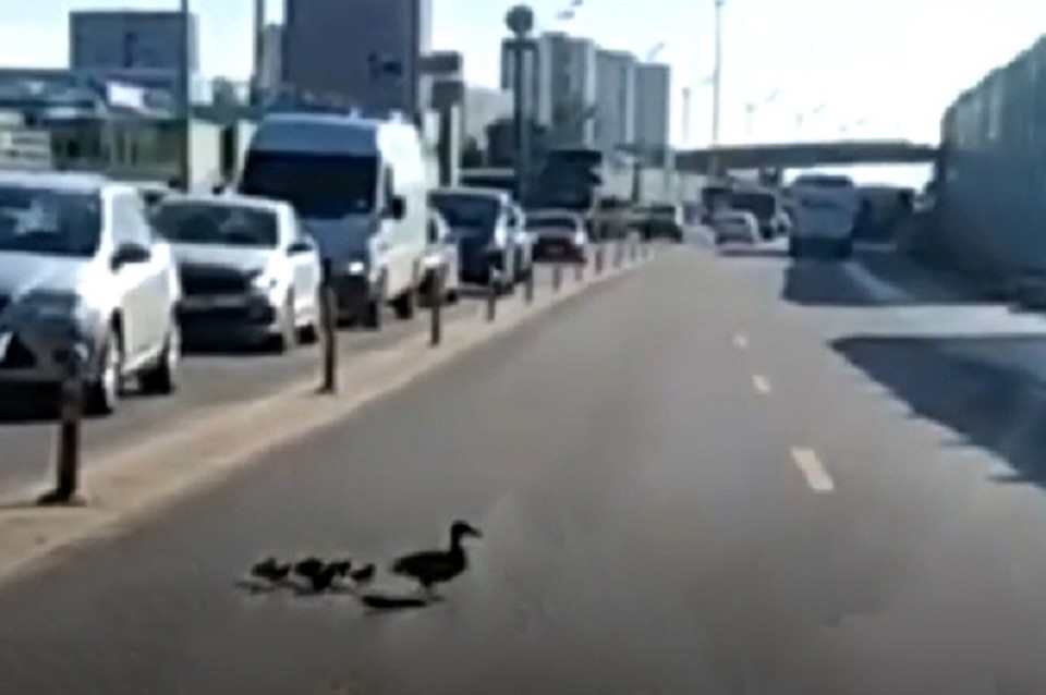 С приходом теплого сезона водители все чаще встречают на дороге пернатых пешеходов