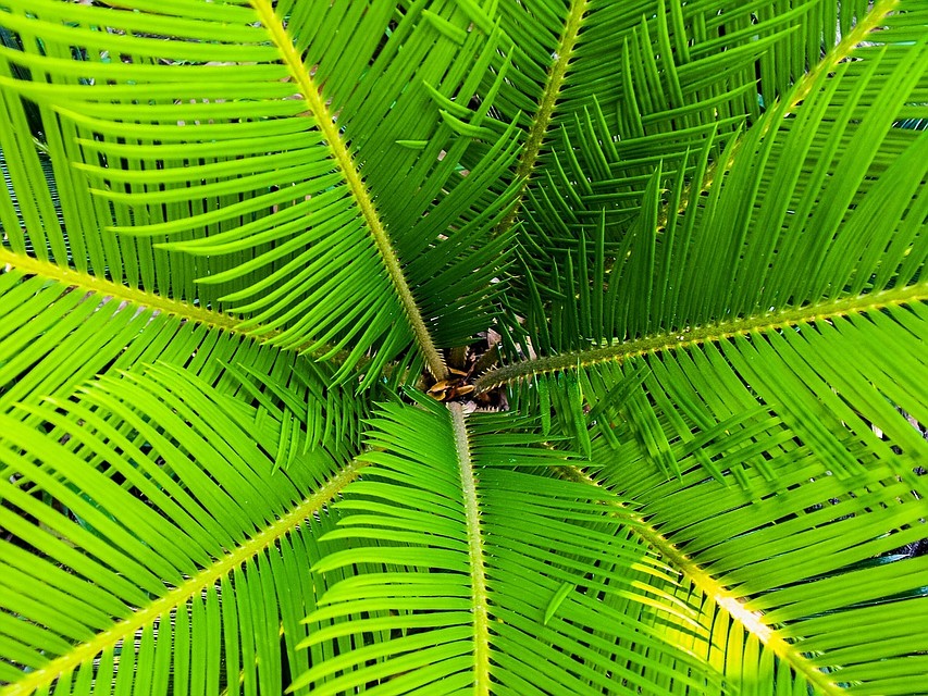 Фото: pixabay.com