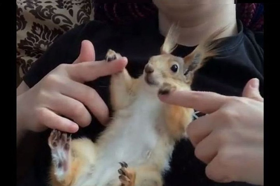 У Сони получается танцевать даже во сне. Фото: instagram.com/squirrel_sonya.
