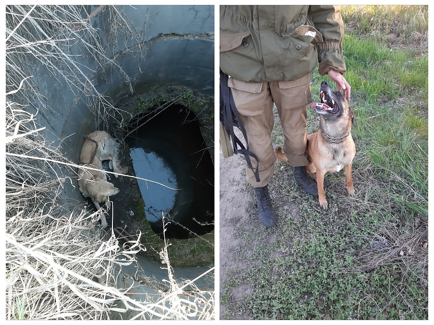 В спасении беглой борзой помог кинолог со своей собакой. Фото: vk.com/la_omsk