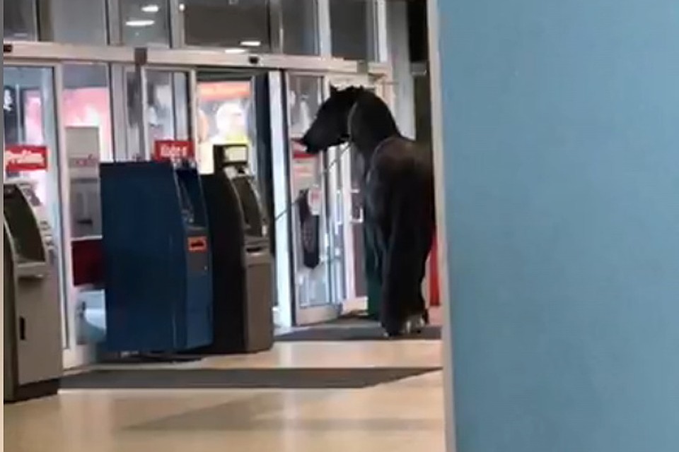 В минский гипермаркет забежала лошадь. Фото: скриншот видео t.me/nexta_lite