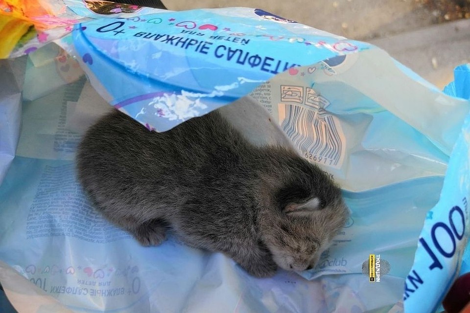 Малыша выбросили в упаковке из-под влажных салфеток. Фото: "Инцидент.Новосибирск".