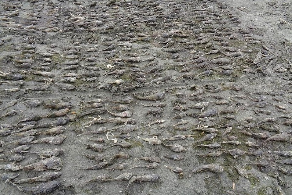 Более 500 рыб и раков погибли на Байкале. Фото: пресс-служба Управления Россельхознадзора по Иркутской области и Бурятии.