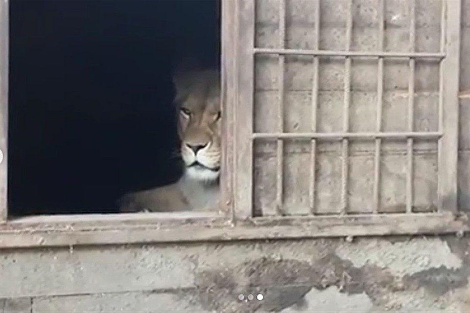 Львица Ая
