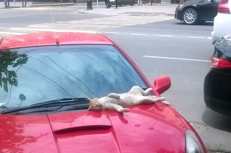 Кота, который нежится на солнце, обсуждают в социальных сетях. Фото: группа Вконтакте "Ростов-Главный".