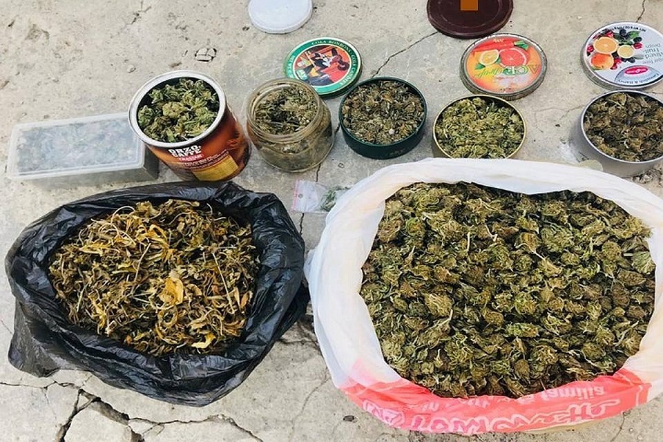 34 куста конопли прямо во дворе на Ботанике. Фото scurt