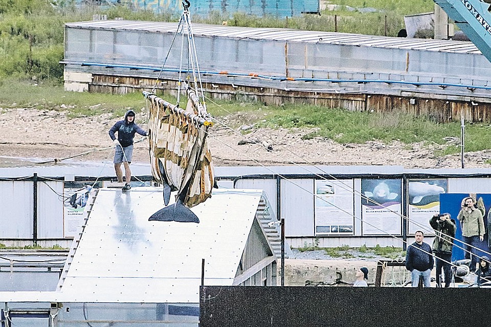Так выглядит погрузка косаток в вольеры, в которых начинается их путь домой.