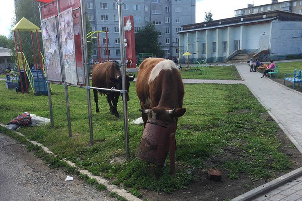 Коровы бродят по Катав-Ивановску.