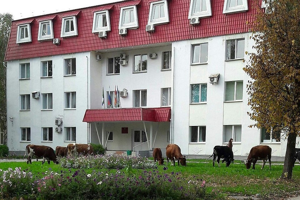 Коровы возле администрации Аши. Фото: Гражданский патруль.