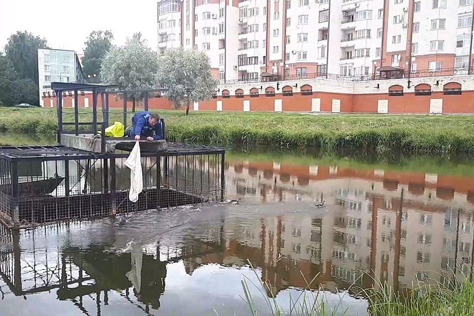 В Петербурге прошла операция по спасению утят, упавших в коллектор