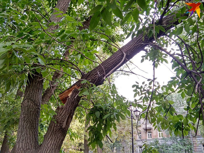Опасное дерево в пешеходной зоне на 50 лет Октября