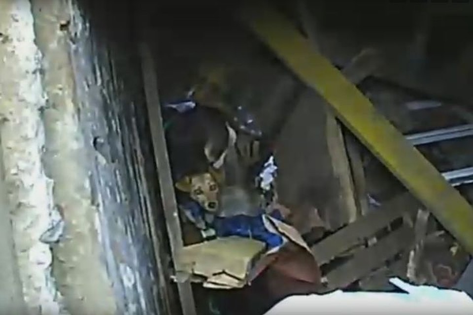 Как собака оказалась в подвальном помещении неизвестно.
