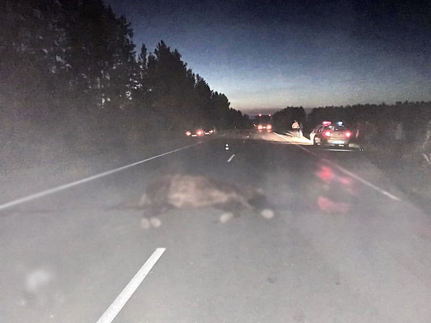 фото: пресс-служба УМВД по Томской области