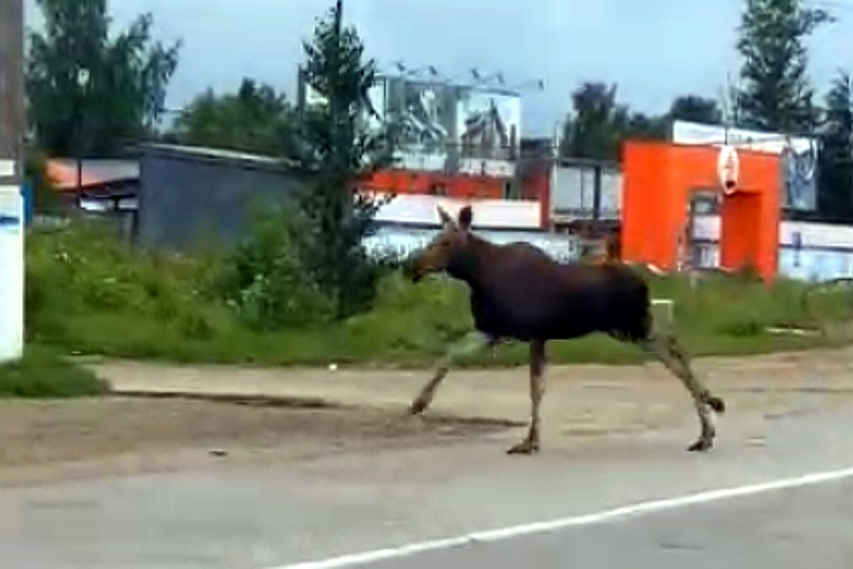 Тот самый лось. Фото: Кадр видео.