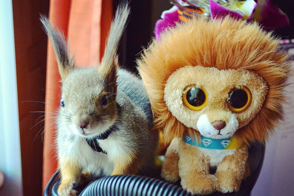 Мини Белкин живет в семье мурманчан с прошлого лета. Фото: www.instagram.com/minibelkin/