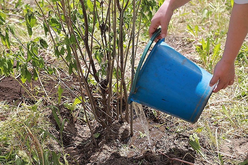 За каждое дерево пришлось бороться с застройщиком!