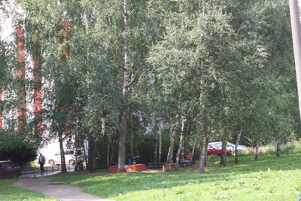 В Смоленске высадят 6 тысяч кустарников и 550 деревьев.