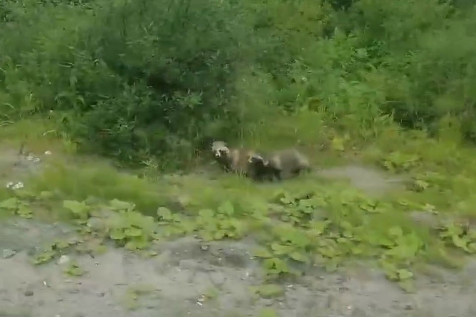 Еноты бродили под дождем у дороги. Фото: скриншот видео