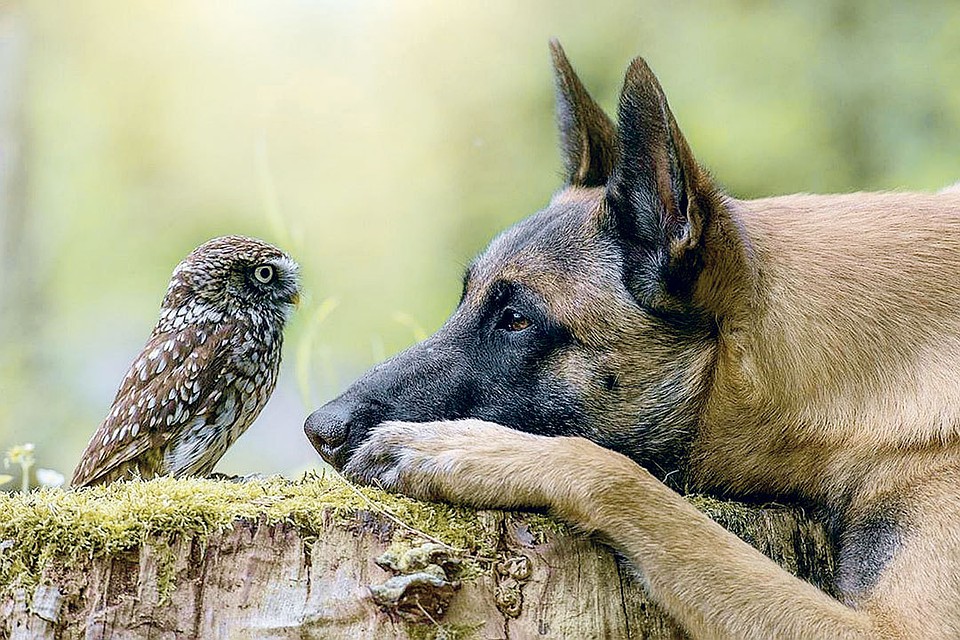 Бельгийская овчарка Инго и маленький сыч Польди. Фото: Tanja Brandt/ingoundelse.de