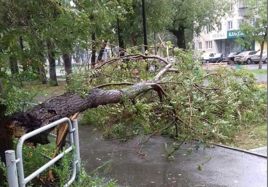 Сквер по Гагарина, 62. Фото: соцсети.