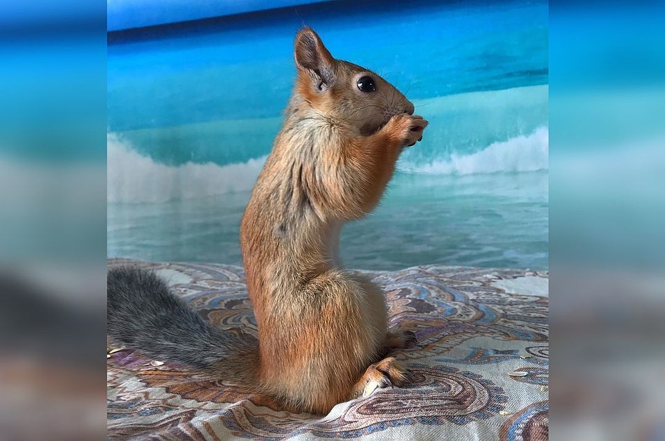 Соня заметно похудела к концу лета. Фото: instagram.com/squirrel_sonya.