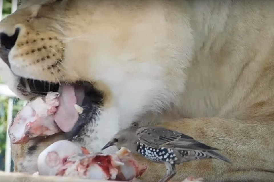 Кормежка рядом с хищником может для птицы в любой момент закончиться фатально. Фото: стоп-кадр.