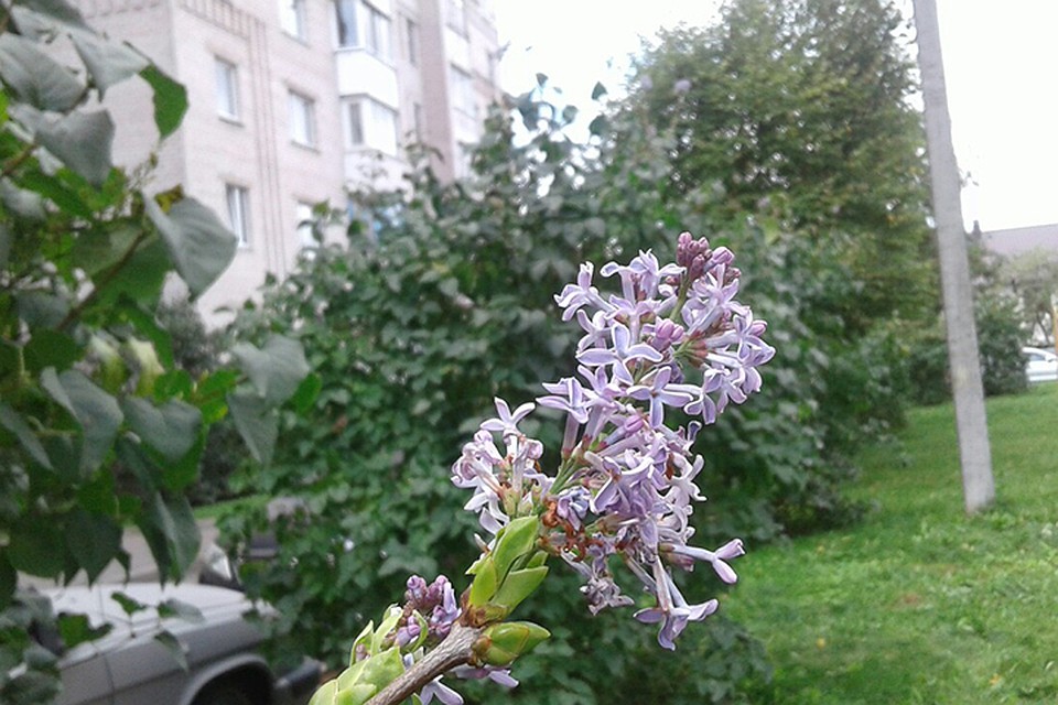 В Витебске во второй раз зацвела сирень.