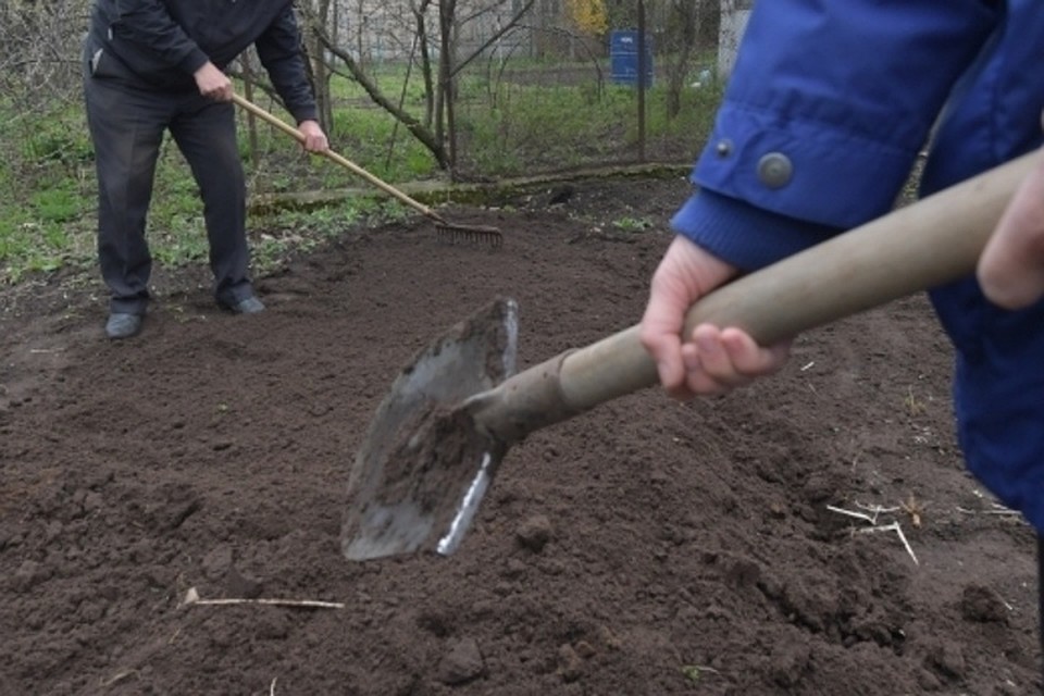 Кота хозяева похоронили на соседской даче.