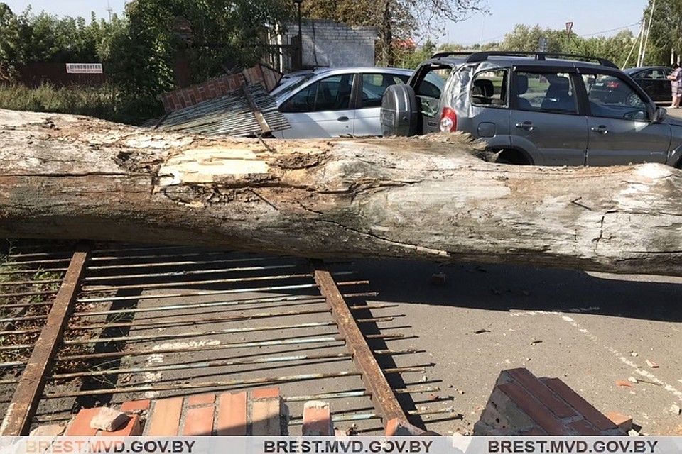 Дерево, падая, обвалило забор на машины. Фото: УВД Брестского облисполкома.