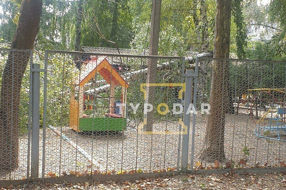 Дерево рухунло на детскую площадку, никто не пострадал Фото: @Typodar