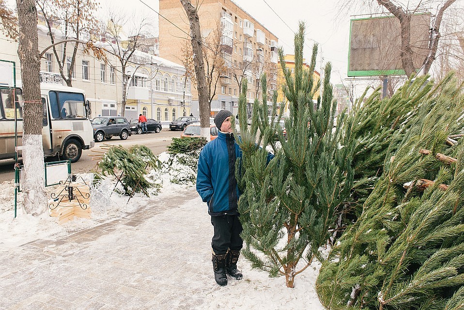 Елочные базары в Самаре организовали с нарушением правил