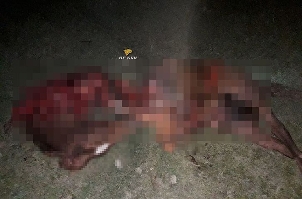 В аварии под Новосибирском из-за столкновения с автомобилем сильно пострадала лошадь. Фото: "АСТ-54"