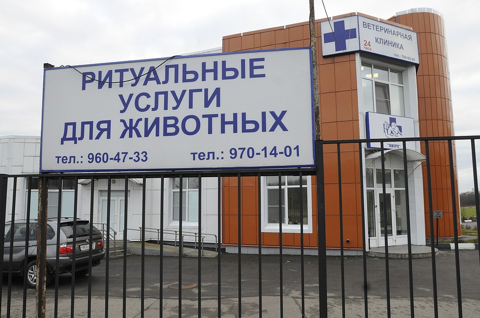 Собаку спасти было нельзя, только облегчить страдания