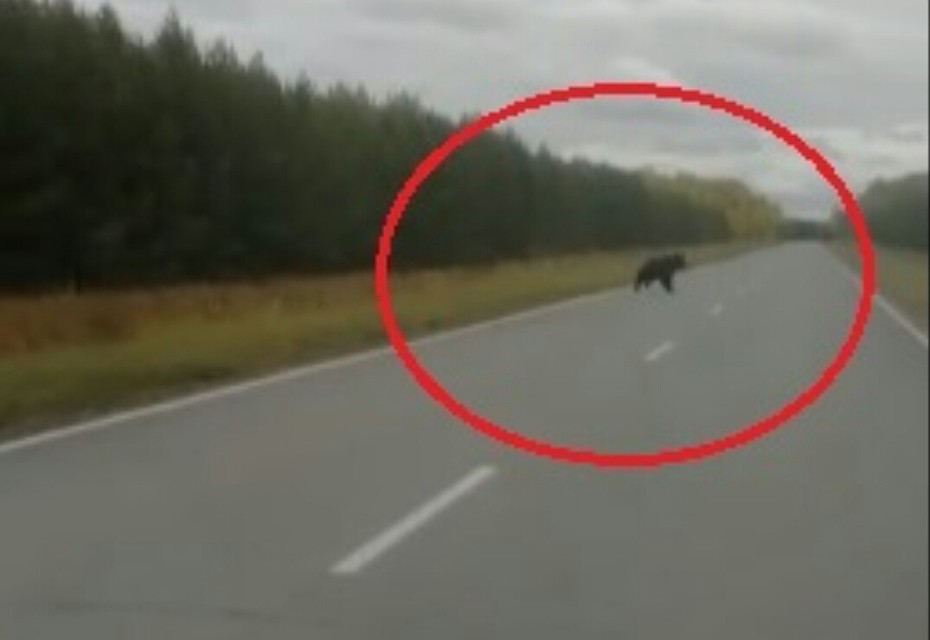 Фото: скриншот с видео