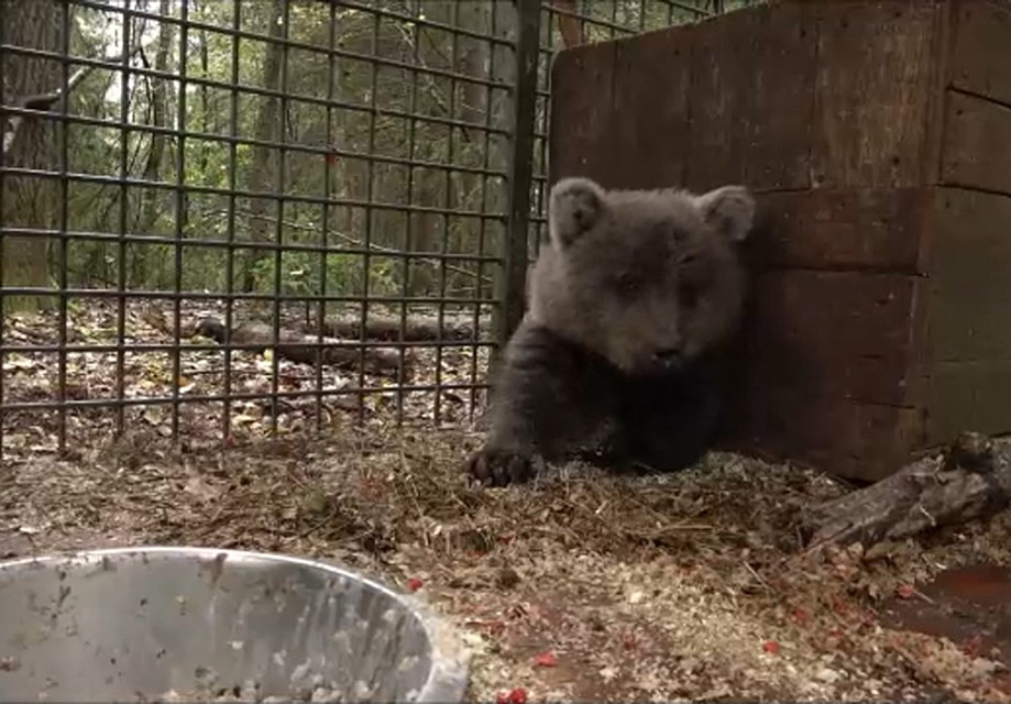 Медвежонок из Мурманска осваивается на новом месте Фото: vk.com/Центр спасения медвежат-сирот