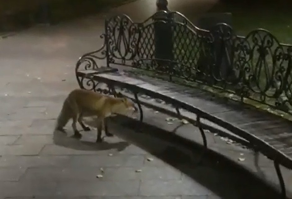 Фото: принтскрин видео