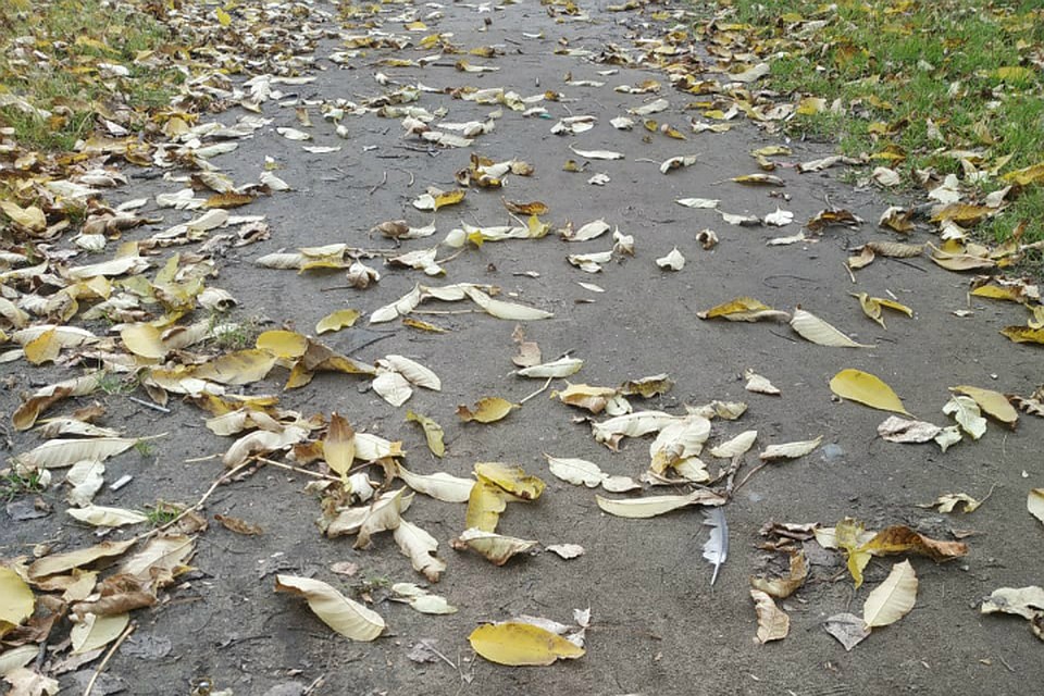 Погода в Хабаровске на 6 октября 2019 года: днем до +15, без осадков