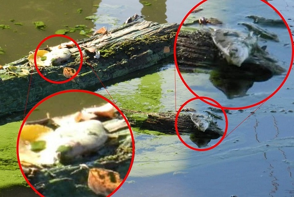 Часть рыбы до сих пор гниет недалеко от берега водохранилища. Фото: Читатель "КП"