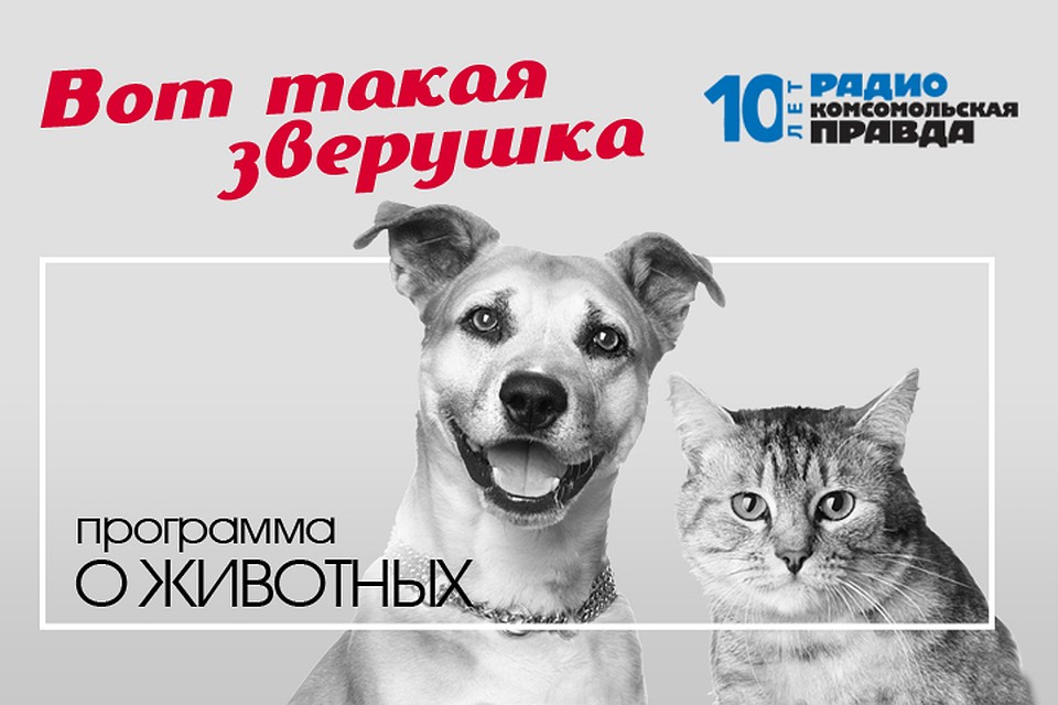 Обсуждаем животных и их хозяев