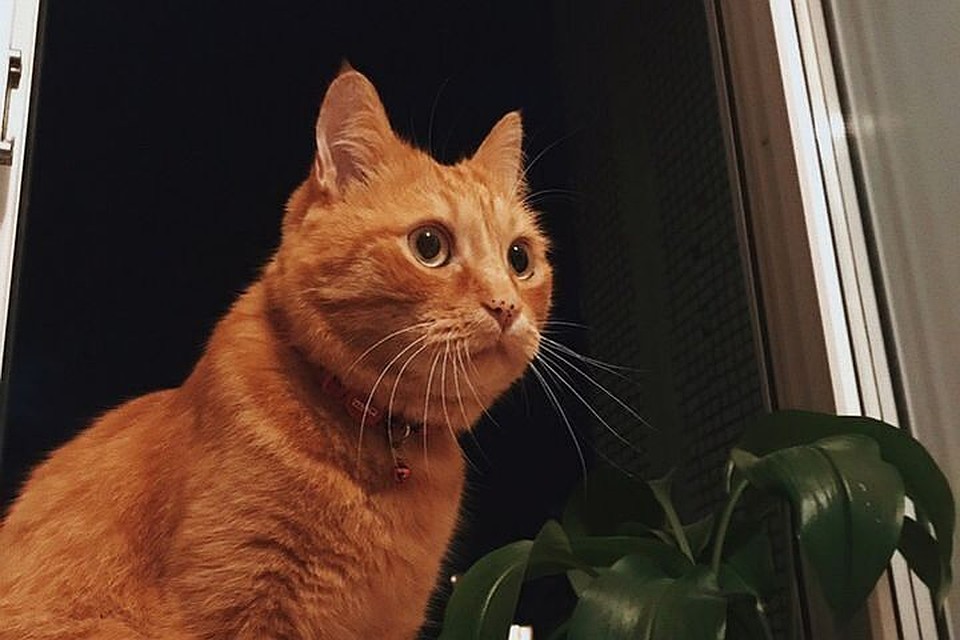 Кота Мартина нашли мертвым в мусорном баке.
