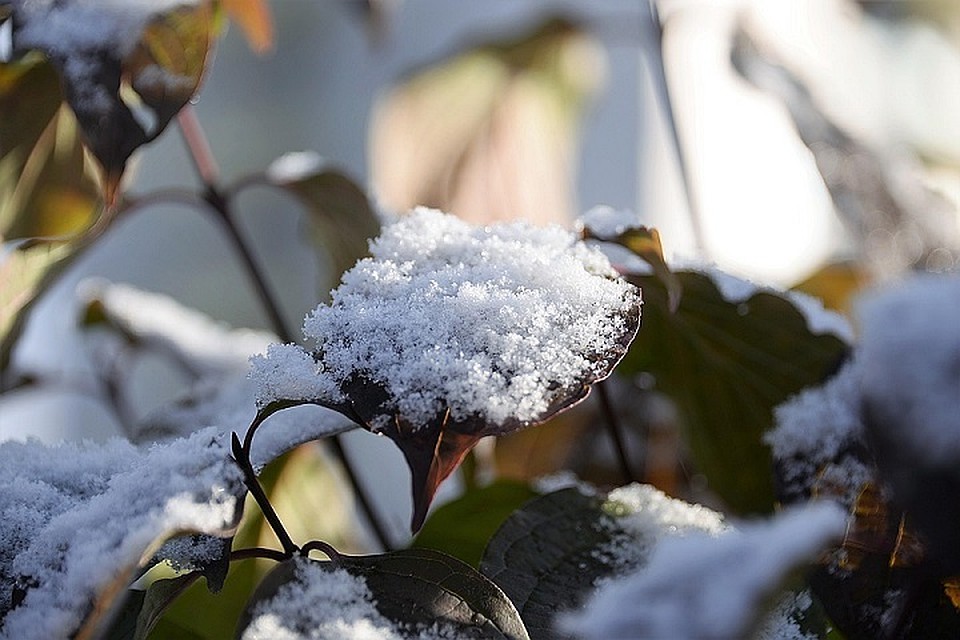 Погода в Югре 17 октября: стойкий минус и снегопад. Фото с сайта pixabay.com