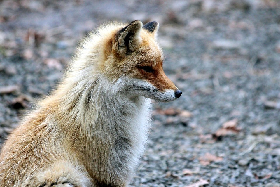 Фото: pixabay.com