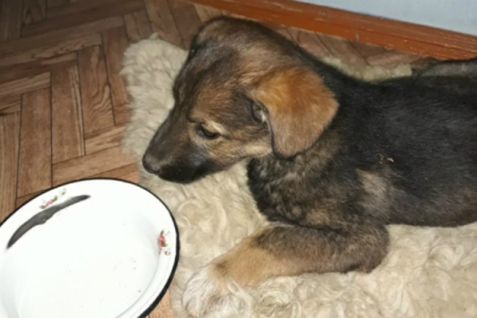 В Биробиджане у щенка, спасенного из межгаражного плена, отнялись лапы
