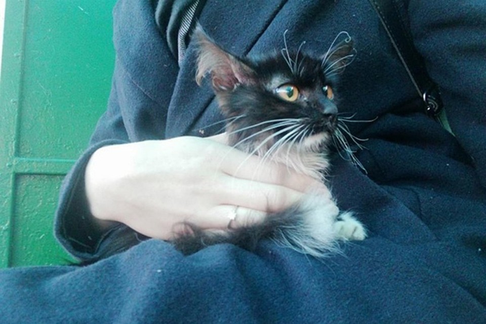 Этого котенка гомельские спасатели сняли с крошечного пятачка под опорой моста. Волонтеры ищут хозяев для него. Фото: "Доброта".