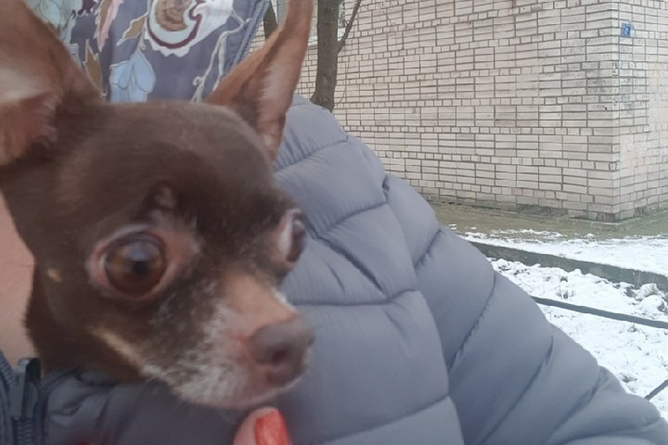 В Петербурге ищут хозяев той-терьера, который нашелся на улице Софьи Ковалевской. Фото: vk.com/unreleased_dtp