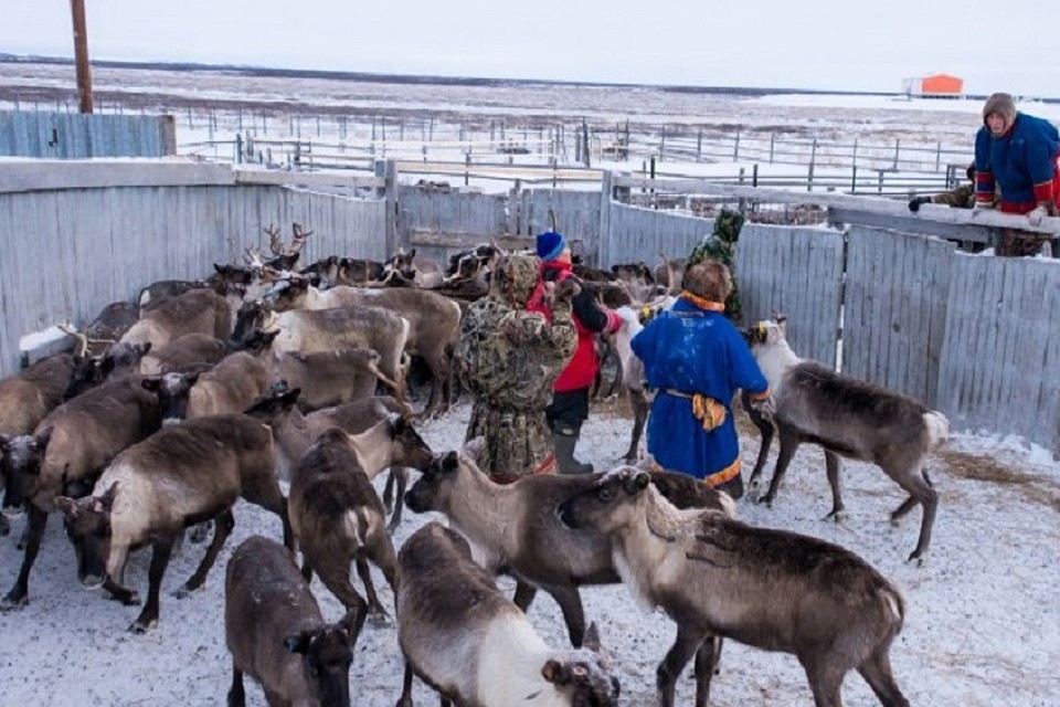 Ямальские оленеводы прогнозируют хорошую упитанность животных Фото: mo-yamal.ru
