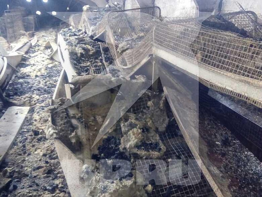 В клетках вместе с крольчихами сгорели тысячи маленьких крольчат