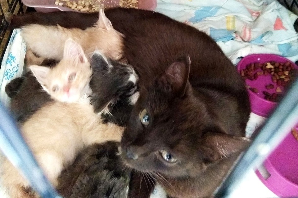 Апрелька и котята