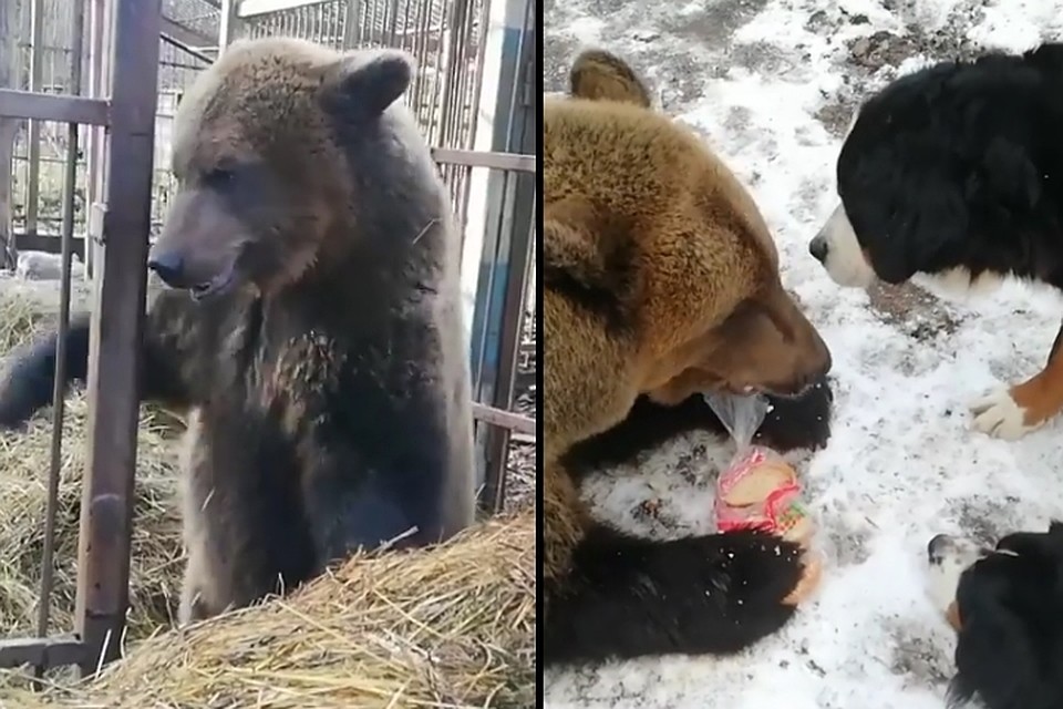 Медведица Винни набивает пузико в грядущей зиме. Фото: instagram.com/priiutbelosnezhki