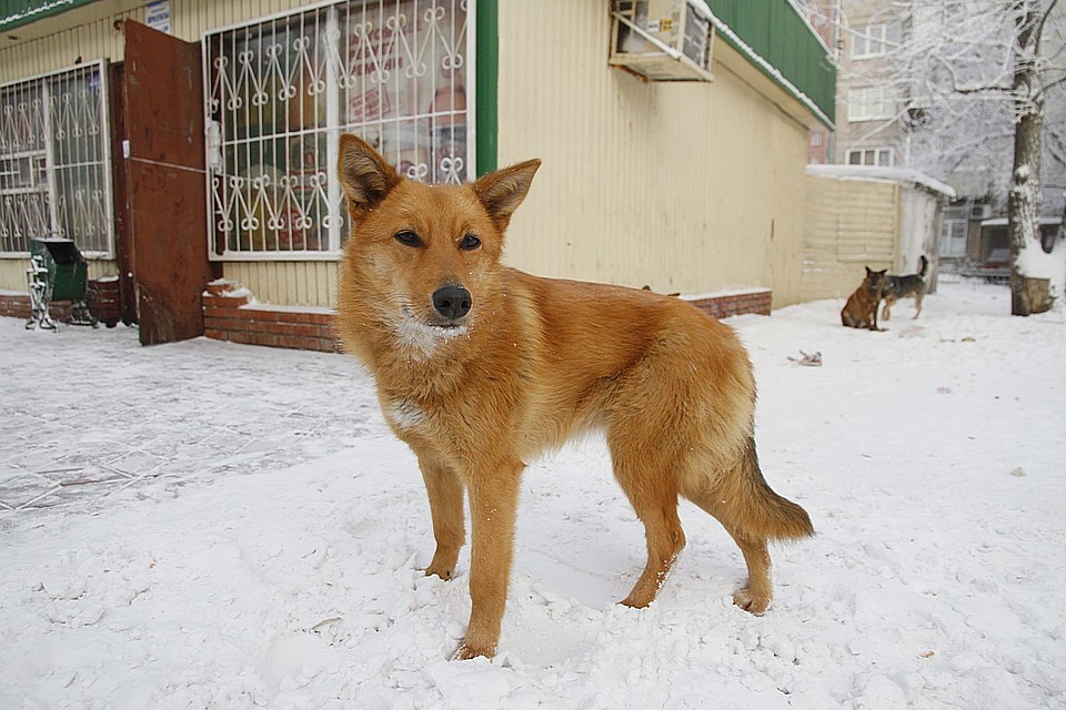 Приносить можно сухой корм